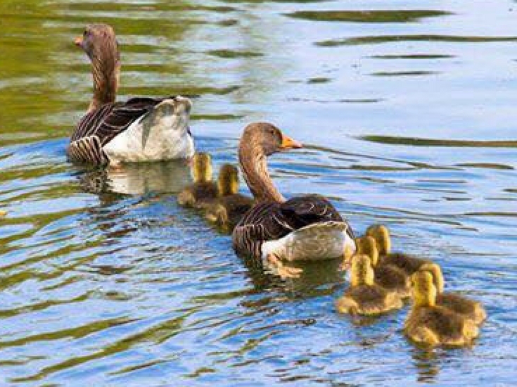 Ducks on the river