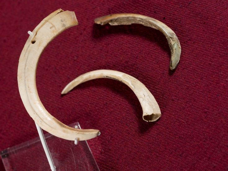 Boar Tusk Amulet