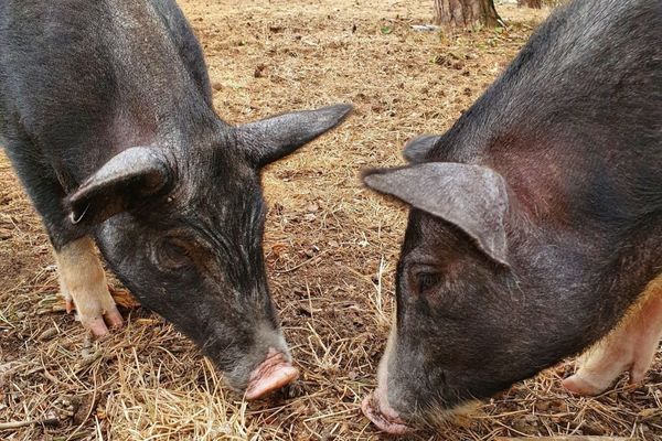 West Stow pigs